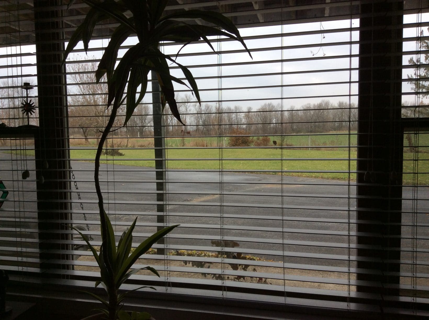 Looking Out My Back Window 20 David Geschke