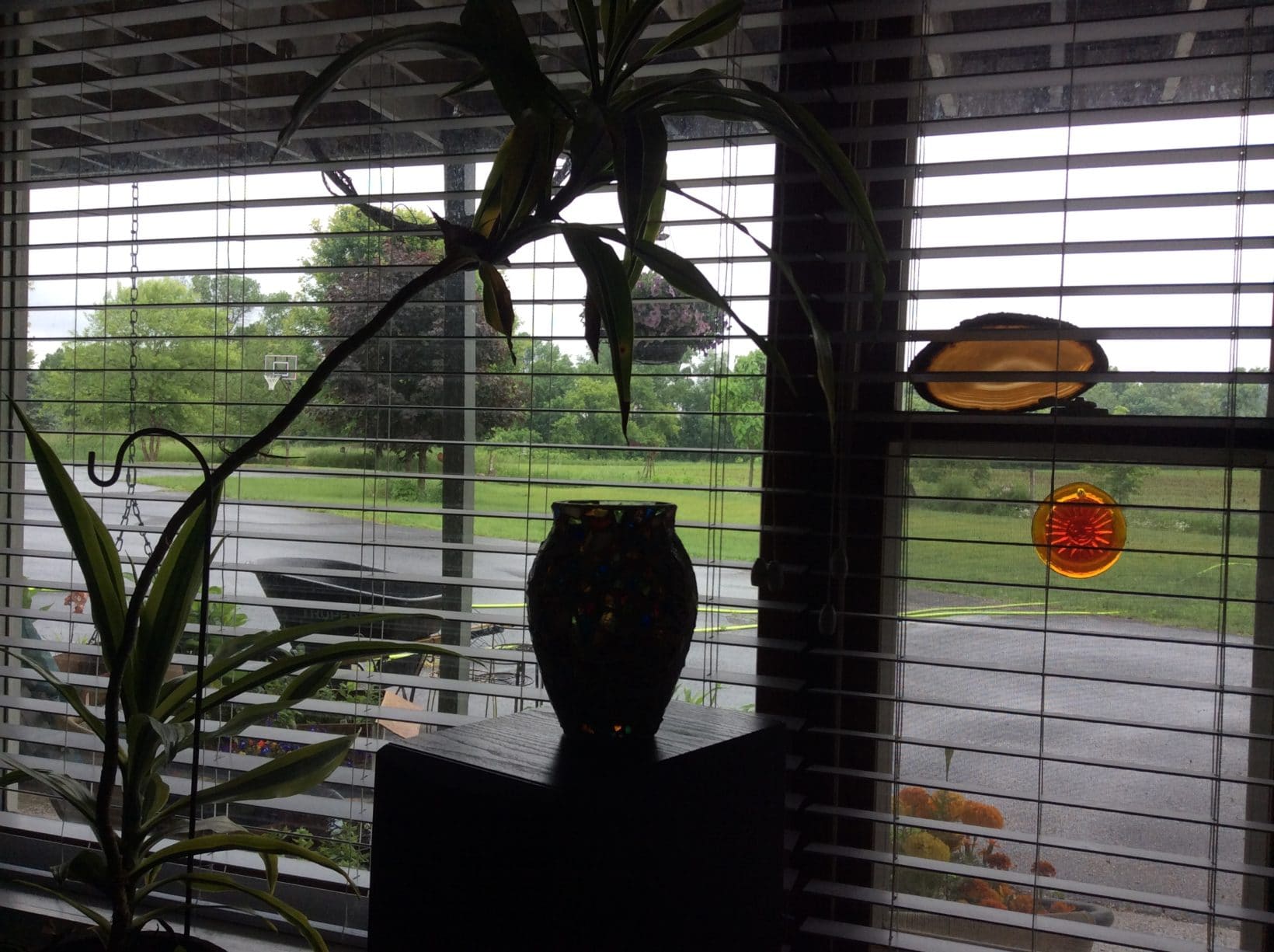 Looking Out My Back Window 50 David Geschke