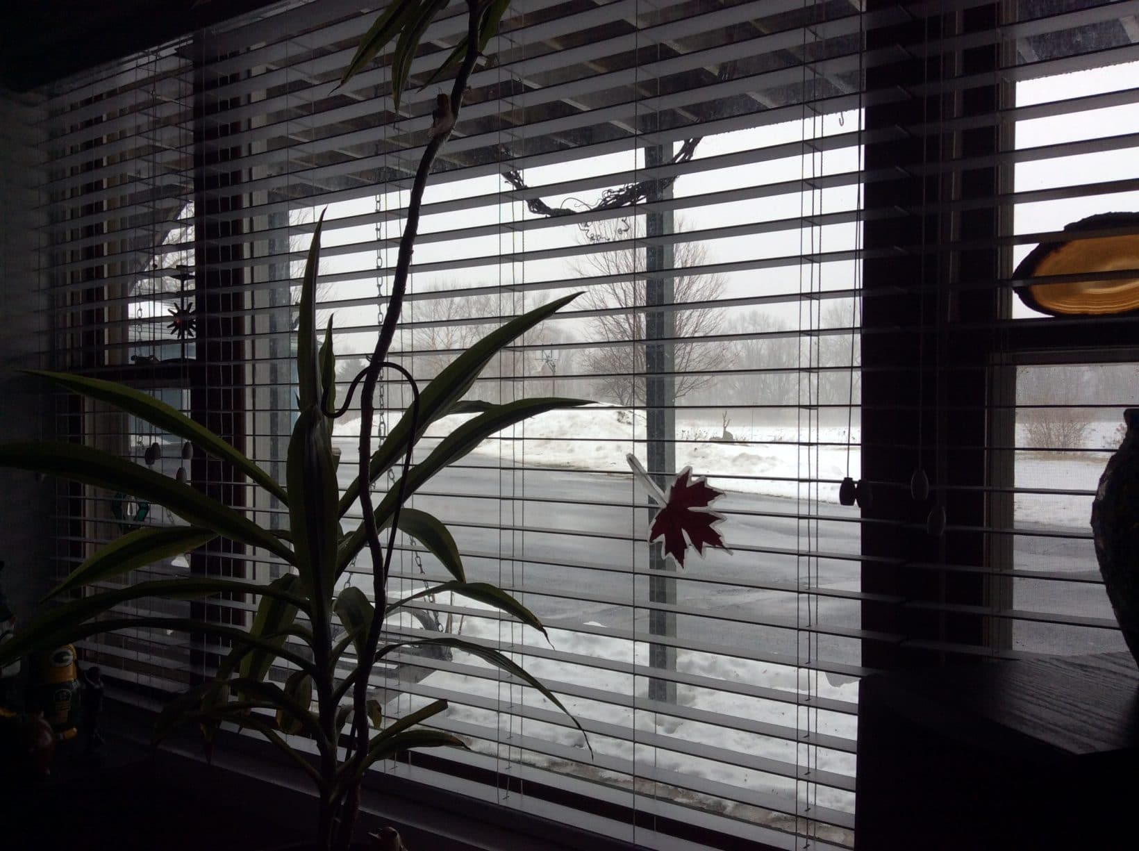 Looking Out My Back Window 84 David Geschke