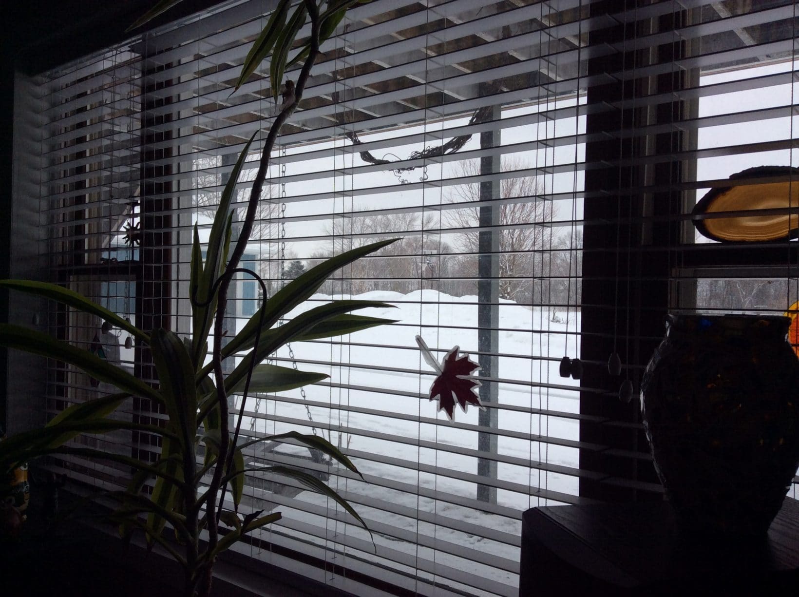 Looking Out My Back Window 89 David Geschke