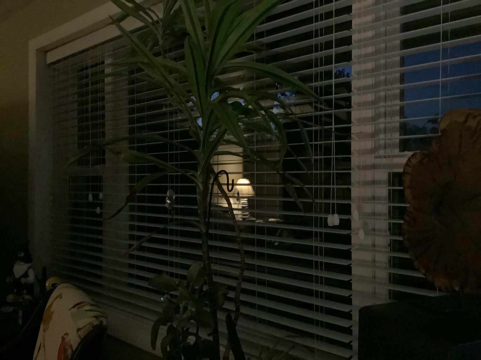 Looking Out My Back Window 219 David Geschke