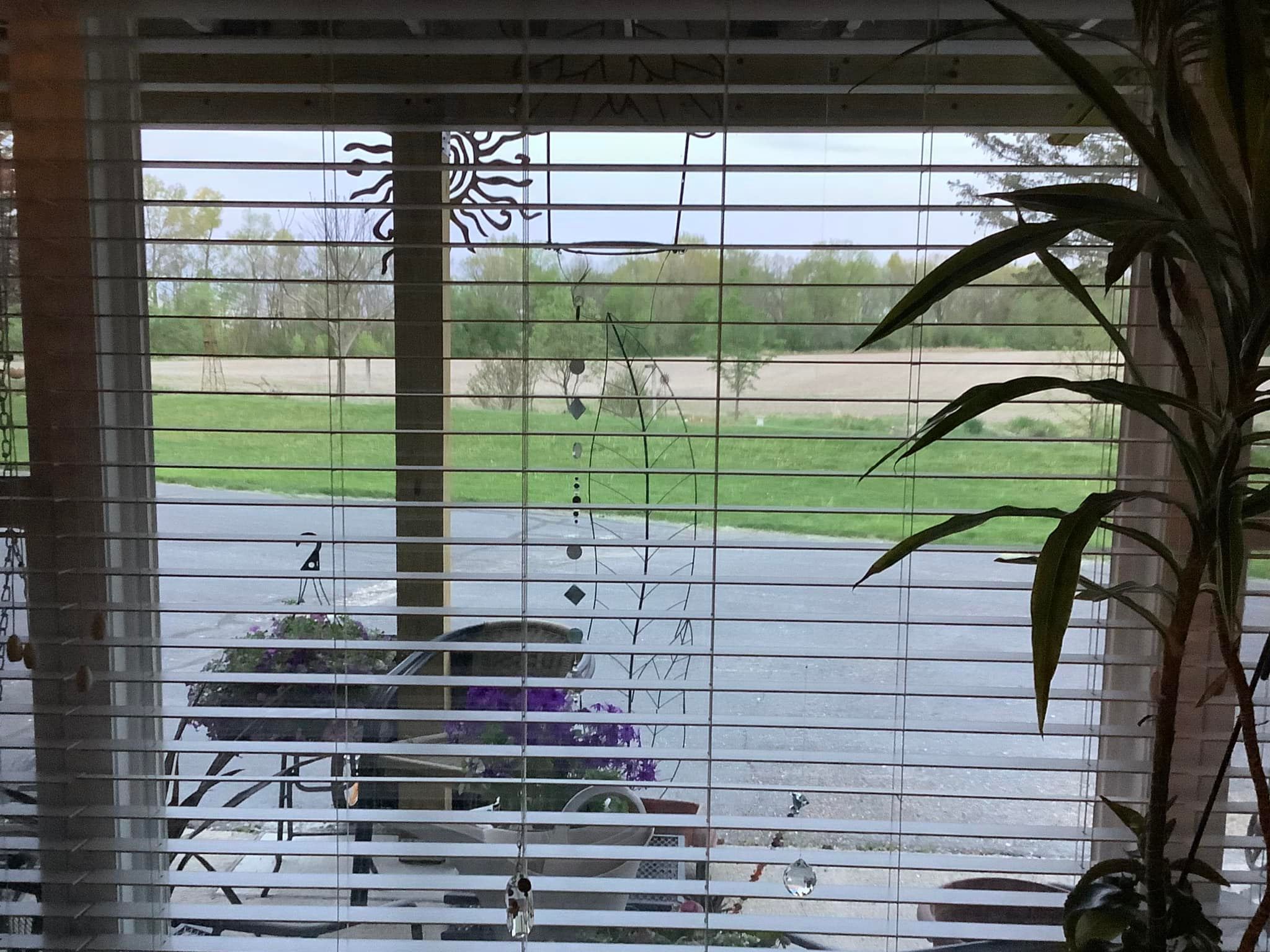 Looking Out My Back Window 252 David Geschke