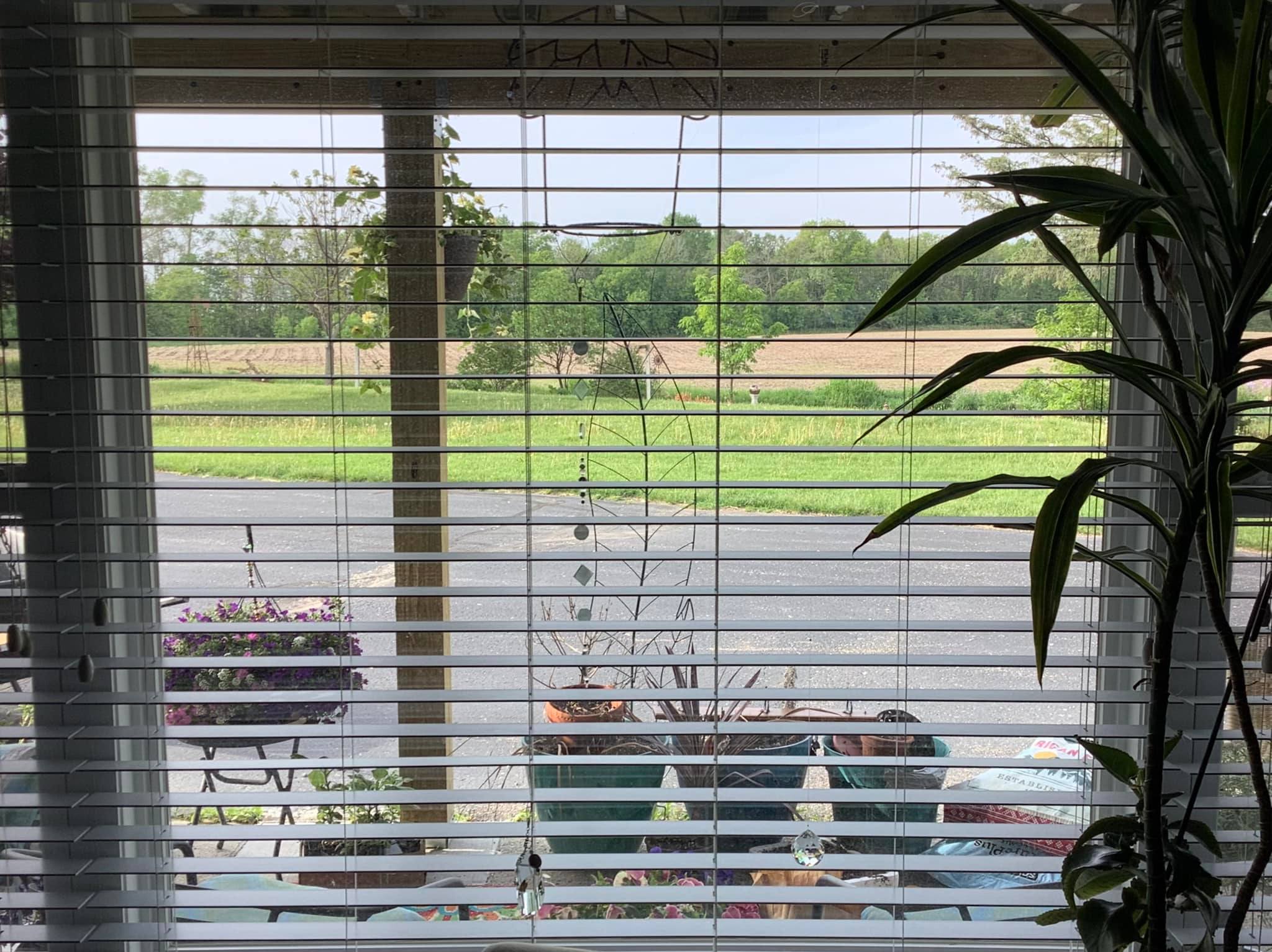 Looking Out My Back Window 254 David Geschke